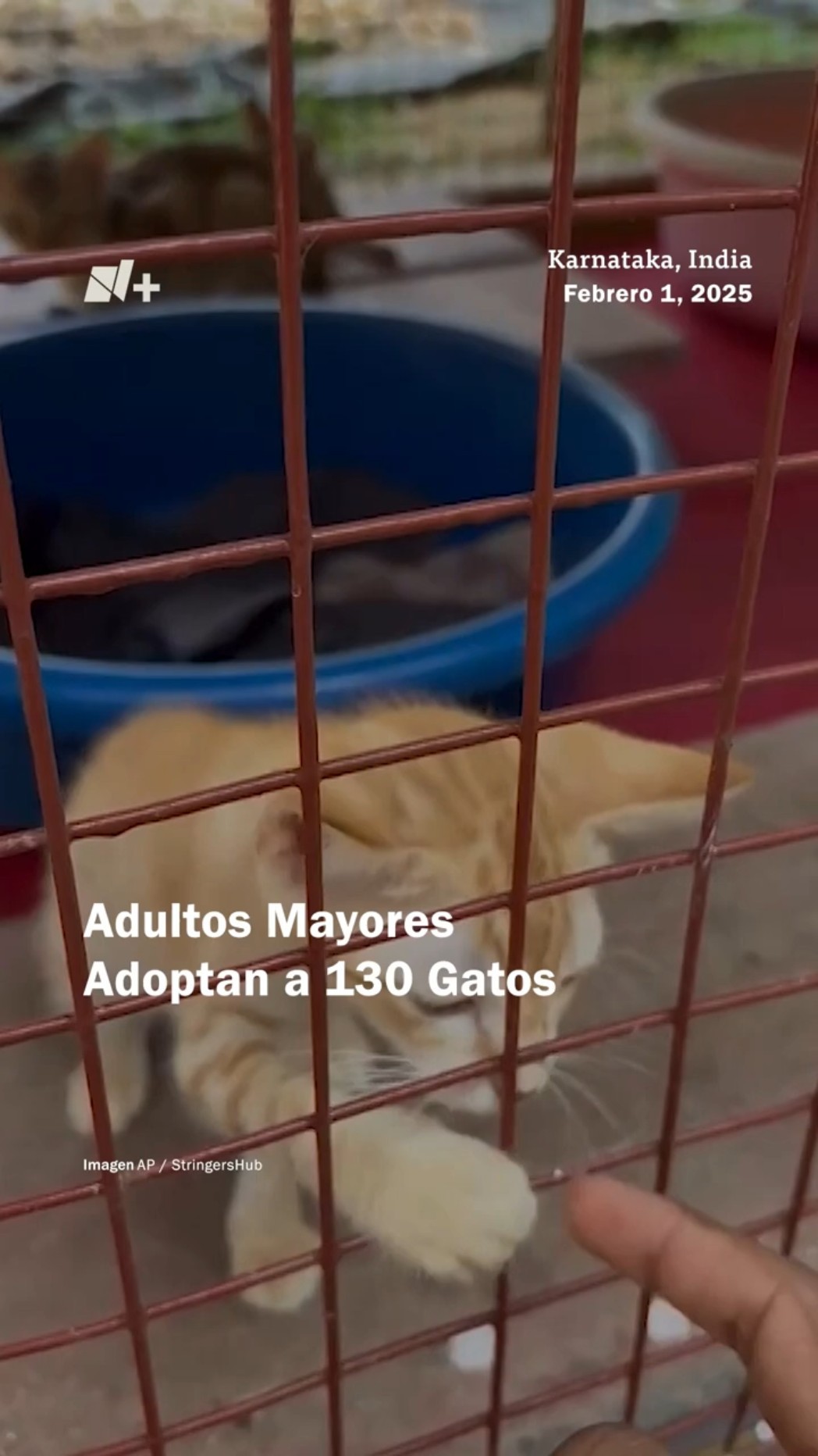 Adultos mayores convierten su hogar en refugio para 130 gatos - N+ #Shorts