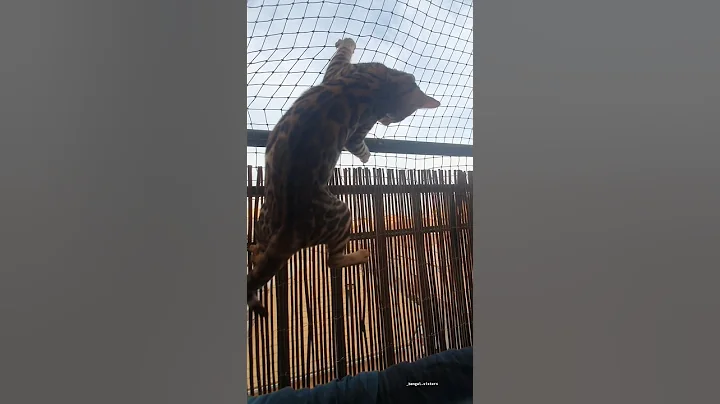 Watch the video about Mi pequeña escaladora 😼😻#bengal #bengali #parati #gatostiktok #gato #cat #kitten #gatos #cute