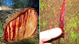 {HINDI}YOU MUST SEE THIS BLOOD TREE.MOST AMAZING TREES IN WORLD.MOST UNIQUE TREES IN WORLD.