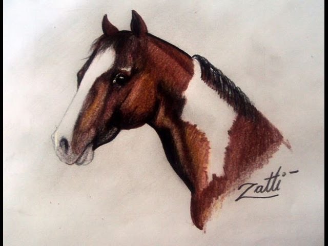 AC - El CRIOLLO PAMPA  Desenhos de animais realistas, Arte cavalo,  Desenho de animais