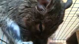 Degu self sucking his huge willy!!