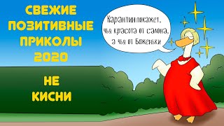 Позитивные свежие приколы 2020, отдохни от негатива и коронавируса! Будь на позитиве, позитивнее 17