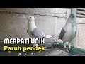 Merpatiku Merpati Hias Bluenet Merpati Unik