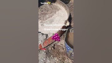 Thumbnail of CARA INI BISA DITIRUKAN BANYAK TUKANG BANGUNAN UNTUK BANGUN GREENHOUSE ANGGUR‼️ #anggur #viral
