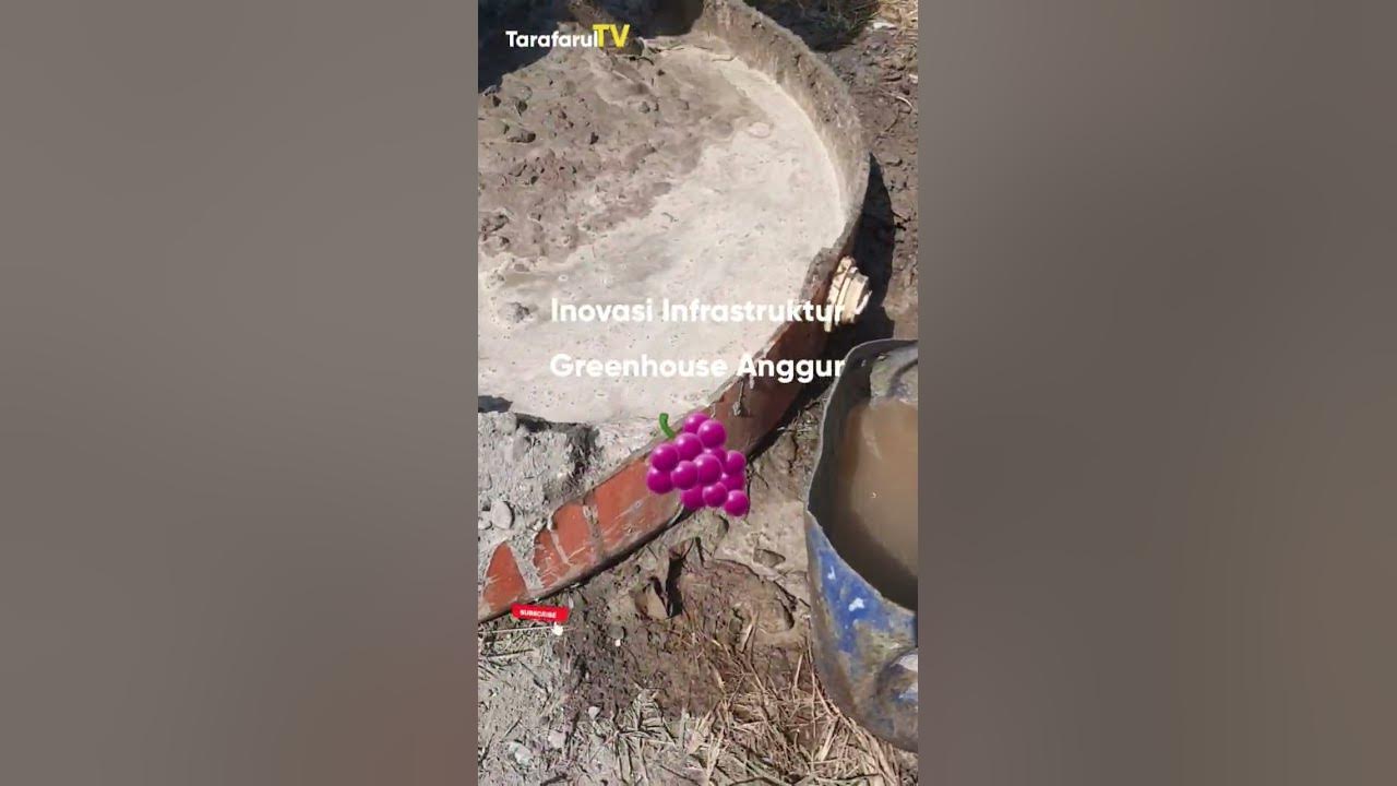 CARA INI BISA DITIRUKAN BANYAK TUKANG BANGUNAN UNTUK BANGUN GREENHOUSE ANGGUR‼️ #anggur #viral