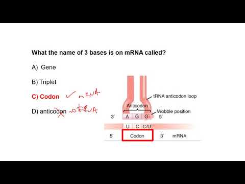 Wideo: Czym jest transkrypcja w quizlecie DNA?