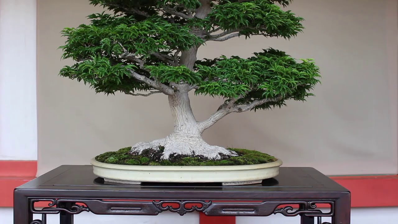 Bonsai In Unique Displays Youtube