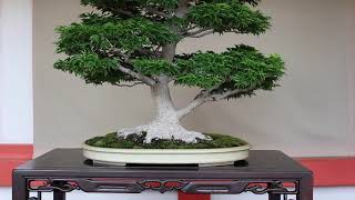 Bonsai in Unique Displays