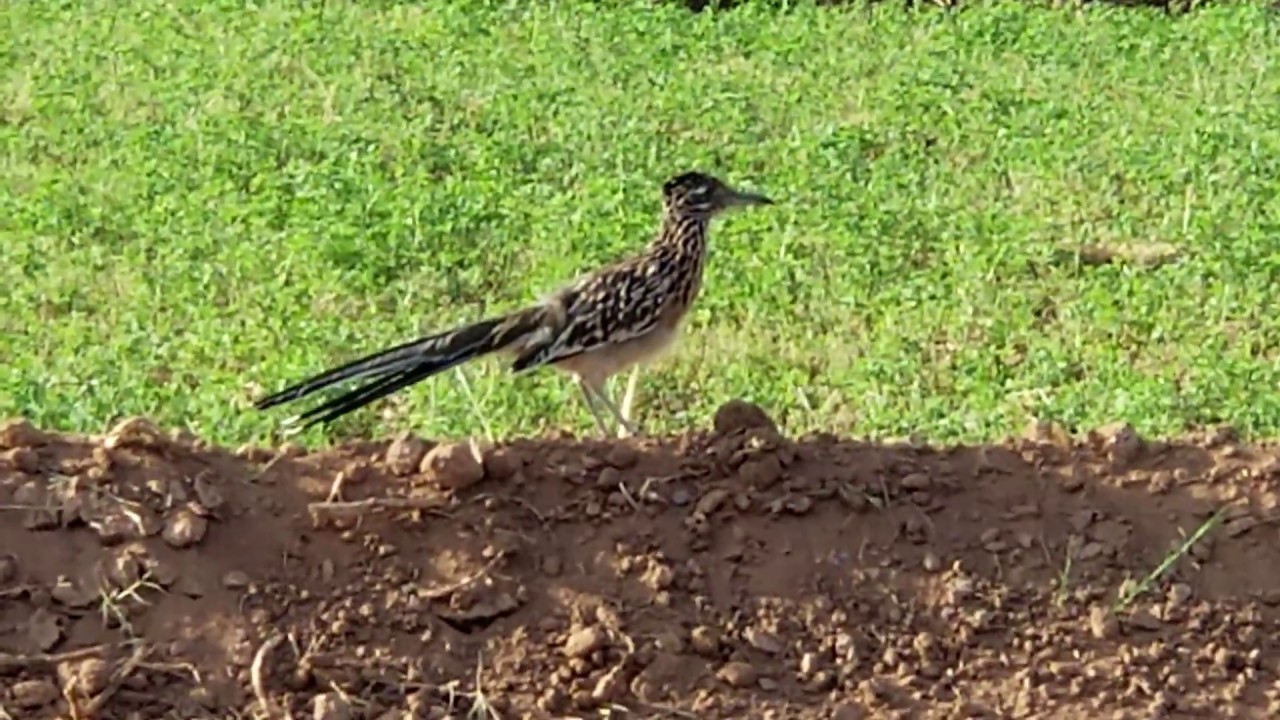 Zanjero Park Gilbert AZ Roadrunner