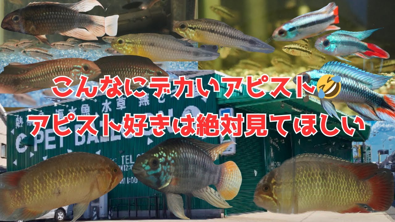 関西最大級のアクアリウムショップでアピストグラマが勢揃い！！こんなデカいのアピスト好きは絶対見てほしい！！熱帯魚コーナーの激レア魚情報を紹介。