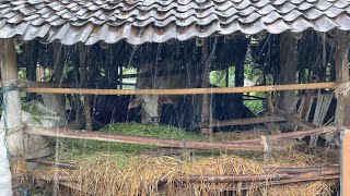 Escape to Paradise: 1 Hour+ Indonesian Rainforest Sounds