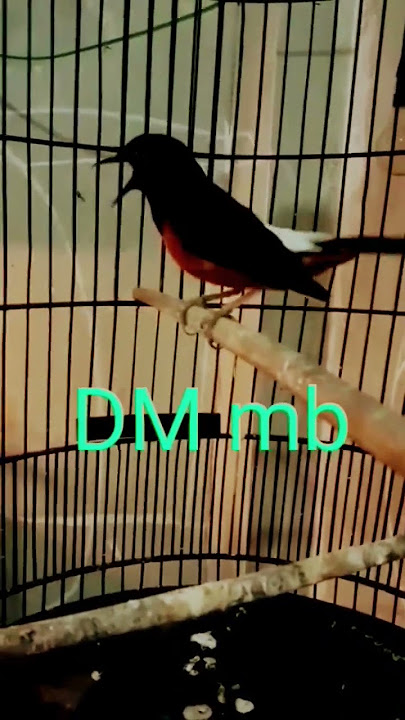 MURAI BATU ROLL TEMBAK, burung anda yakin emosi,#shorts#muraibatu