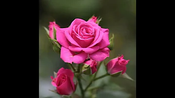 #beautiful flowers#beautiful flowers#status short#rose videos#youtubeshort #Lata Mangeshkar song.