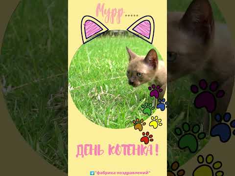 День Котенка!