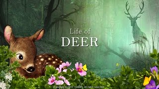 Life Of Deer