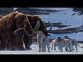 Life On Our Planet Cave Lions Vs Woolly Mammoths 