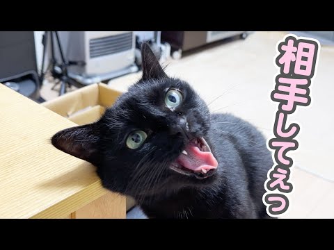 ロメロ・ブリットの猫による再解釈 A super-spoiled cat who is desperately trying to appeal to