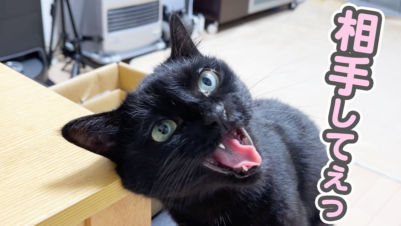ロメロ・ブリットの猫による再解釈 A super-spoiled cat who is desperately trying to appeal to
