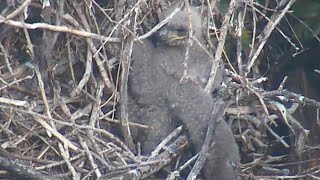 Sauces Canyon Channel Islands Eagles - Eaglet Fell From The Nest! 5.1.24 by sperantaexista1 414 views 4 weeks ago 10 minutes, 13 seconds