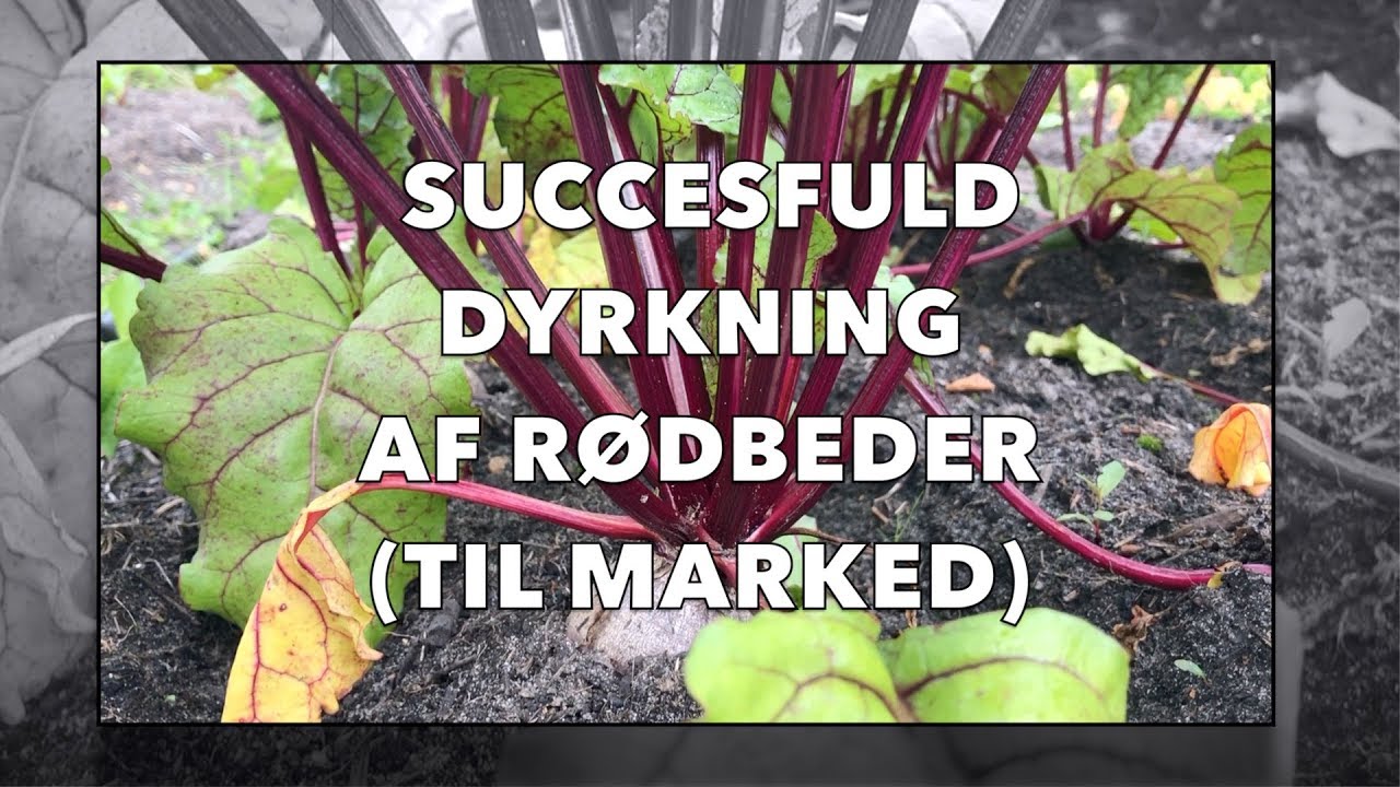 SÅDAN DYRKER DU PERFEKTE RØDBEDER - (TRICKS TIL AT FÅ DEM SOLGT) - YouTube