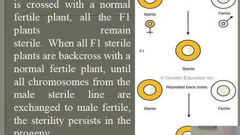 B Sc IInd yr ext  chrom  Inheritance topic 1b