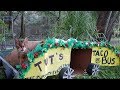 Big Cat Taco Party!