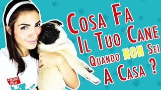 Cosa Fa il Tuo Cane Quando NON sei a Casa ? #PetsIt