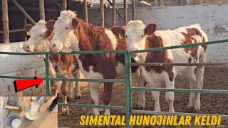 Toxir Akadan Ukrainka Sigir Va Simental Hunojinlar Sotuvga Chiqdi