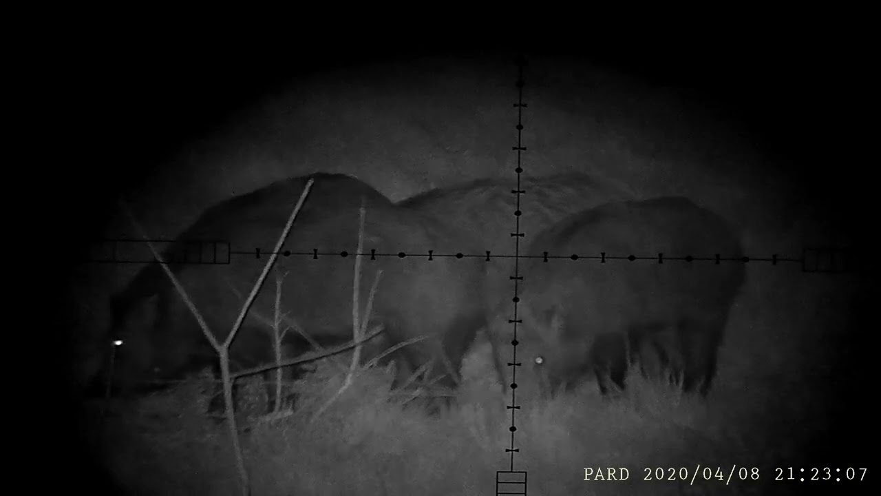 pard 007 divle svinje odstrel na 80 m 8x57 geko plus