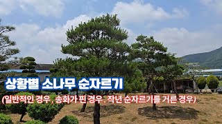 상황별 소나무순자르기(일반적인경우,송화가핀경우,작년순자르기를 거른경우)