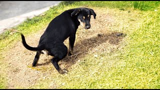 Beginners guide to repairing dog/animal damage in your lawn.