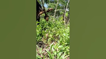 Harvesting cassava part 669 #shorts #farming #cassava #nature  #cassavaroots #cassavafarming