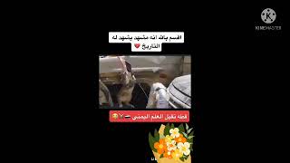 قطة تقبل العلم اليمني شاهدو صدمة العالم اعمل اعجاب كي يصل هاذا المقطع للعالم كامل واشترك في القناه