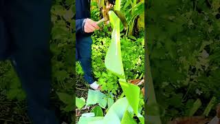 Banana Leaf Cutting Technique Using A Sickle