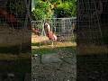 #Shorts #RoosterCrow #roostersound #chicken