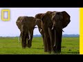 Understanding Communication and Wisdom in Sounds