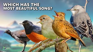 The bird with the most beautiful song on every continent.