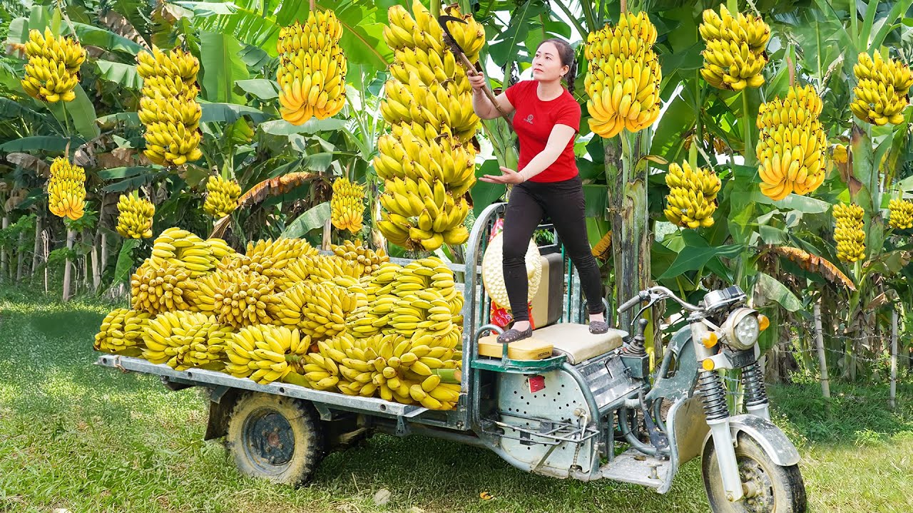 Use Truck to Harvesting 300Kg Giant Banana, Go to Market Sell | Đào New Farm