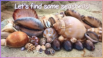 Finding Seashells at Low Tide | Big Bonnets and Colorful Cowries