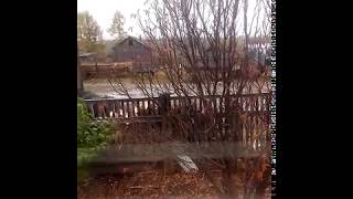 Медведь ест собаку. 18+. Медведь ест собаку. 18+.