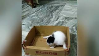 Indian kittens: How older kittens react when a newborn kitten by My Little World 649 views 6 years ago 1 minute, 10 seconds