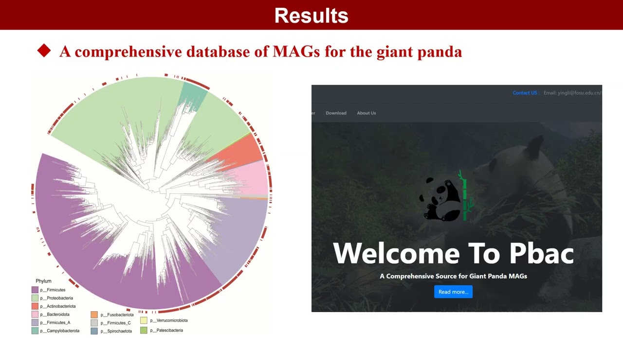 A comprehensive analysis of antibiotic resistance genes in the giant panda gut
