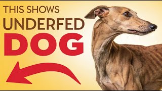 This Behavior Suggests Your Dog Is Underfed