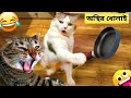      animals funny bangla 2024  part86  mayajaal  odvut secret