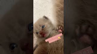 Müezzanın Minik Bebişlerin Gözleri Açıldı Büyüyorlar Yavaş Yavaş .