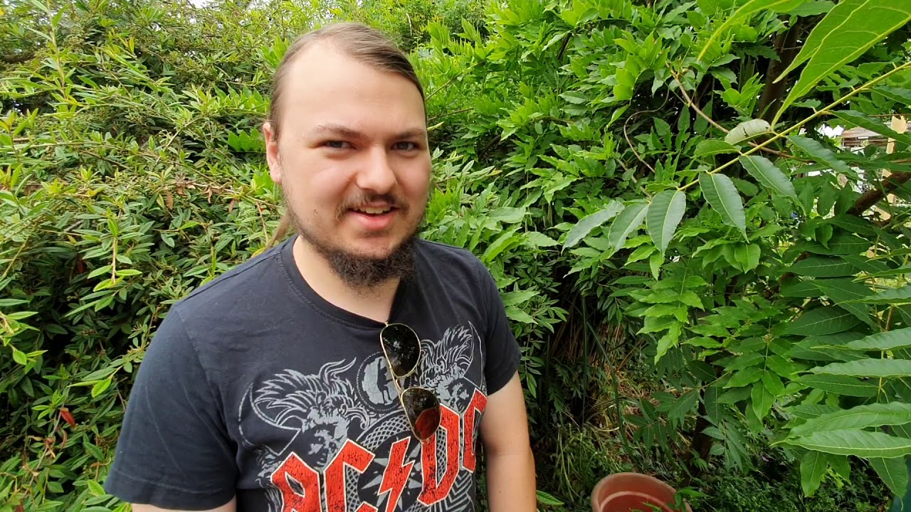 Exotische mediterrane Sumpfpflanzen winterharte Palmen, winterharter Bambus & Bananen für den Garten