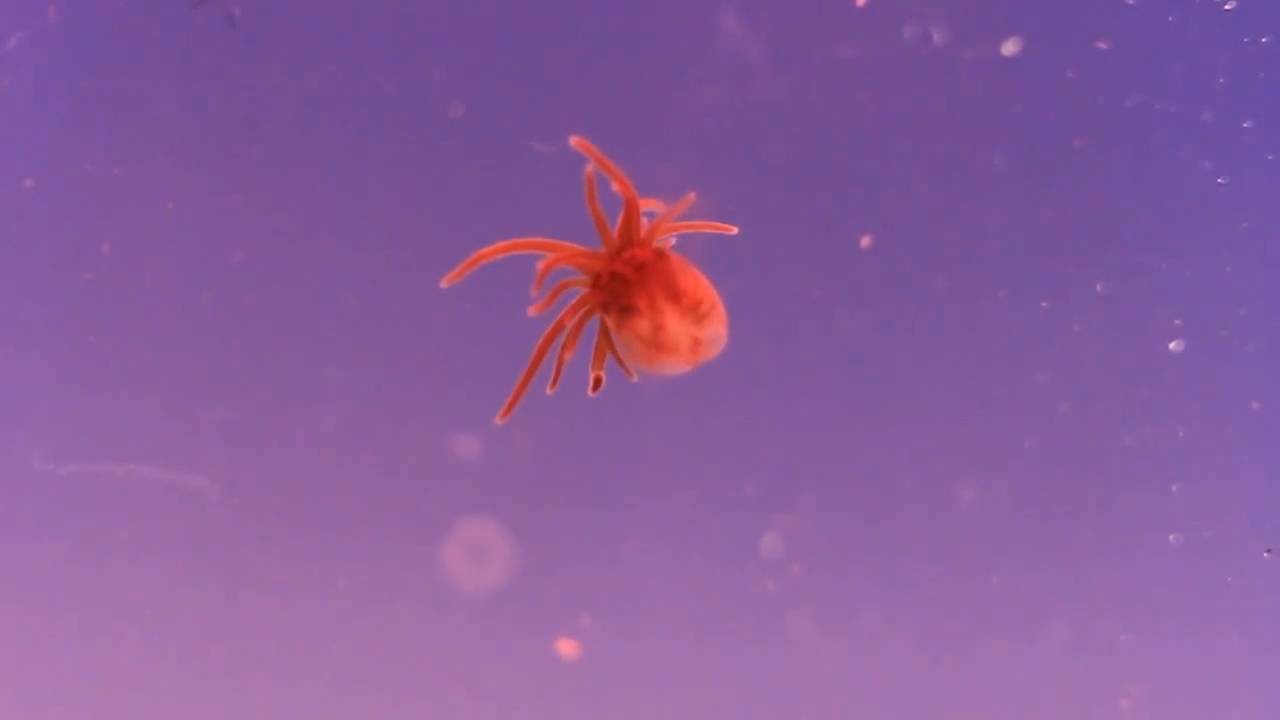 Le rocher de Stomias - 55