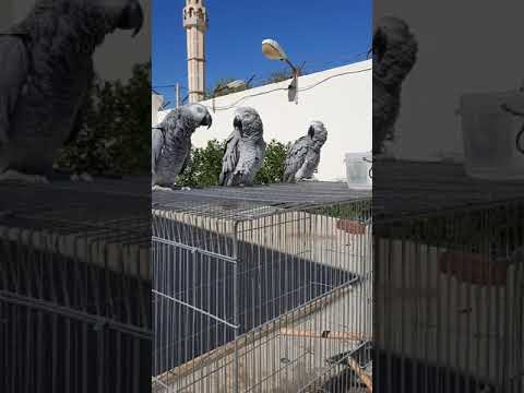 تصفير جديد في يوم جميل