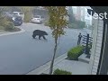 Bear Encounter in my neighborhood