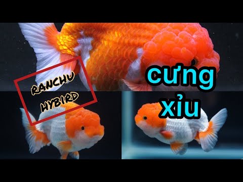 Video Cá Ranchu Hybrid Hb cực chuẩn size 2.5 ngón - Cập nhật... - youtube